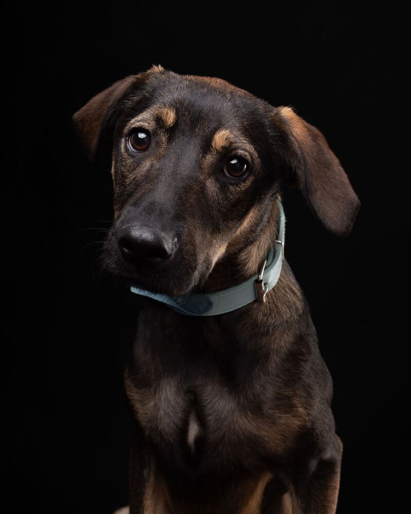 Angelo