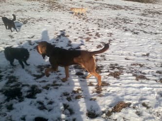 Sparkels - hound available for adoption