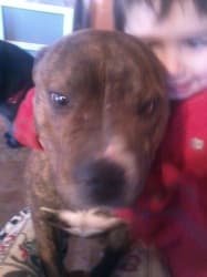 Savanah - cross available for adoption