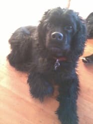 Lady - Mixed Breed available for adoption at Smokin Gun Dog Rescue in Melville