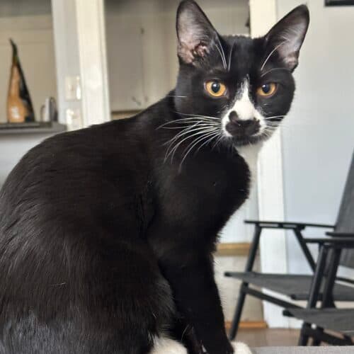Rocky - Mixed Breed cat available for adoption at SOS Prairie Rescue Inc. in Saskatchewan