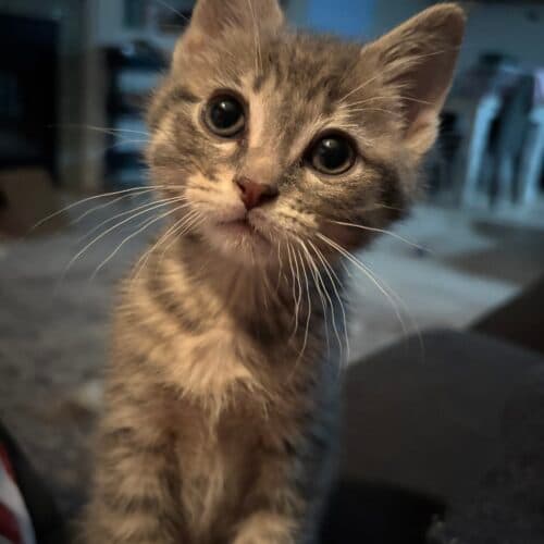 Dwight - Mixed Breed cat available for adoption at SOS Prairie Rescue Inc. in Saskatoon