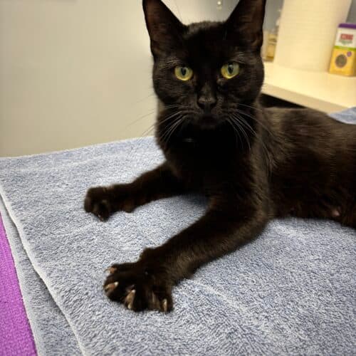 Mabel - Mixed Breed cat available for adoption at SOS Prairie Rescue Inc. in Saskatoon