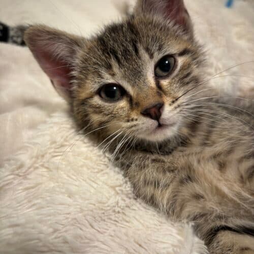 Pam - Mixed Breed cat available for adoption at SOS Prairie Rescue Inc. in Saskatoon