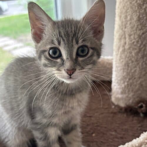 Michael - Mixed Breed cat available for adoption at SOS Prairie Rescue Inc. in Saskatoon