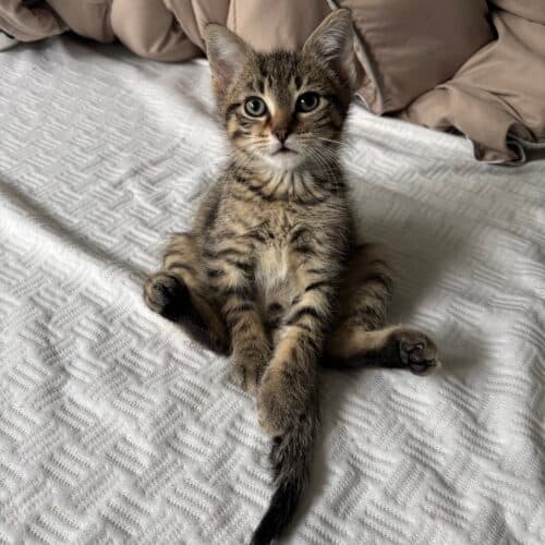 Jim - Mixed Breed cat available for adoption at SOS Prairie Rescue Inc. in Saskatoon