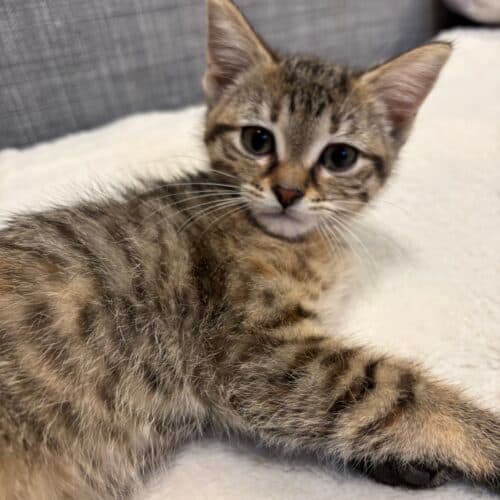 Angela - Mixed Breed cat available for adoption at SOS Prairie Rescue Inc. in Saskatoon