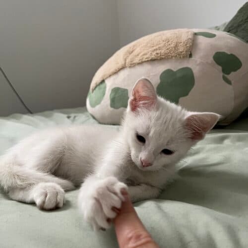 Cotton Ball - Mixed Breed cat available for adoption at SOS Prairie Rescue Inc. in Saskatoon