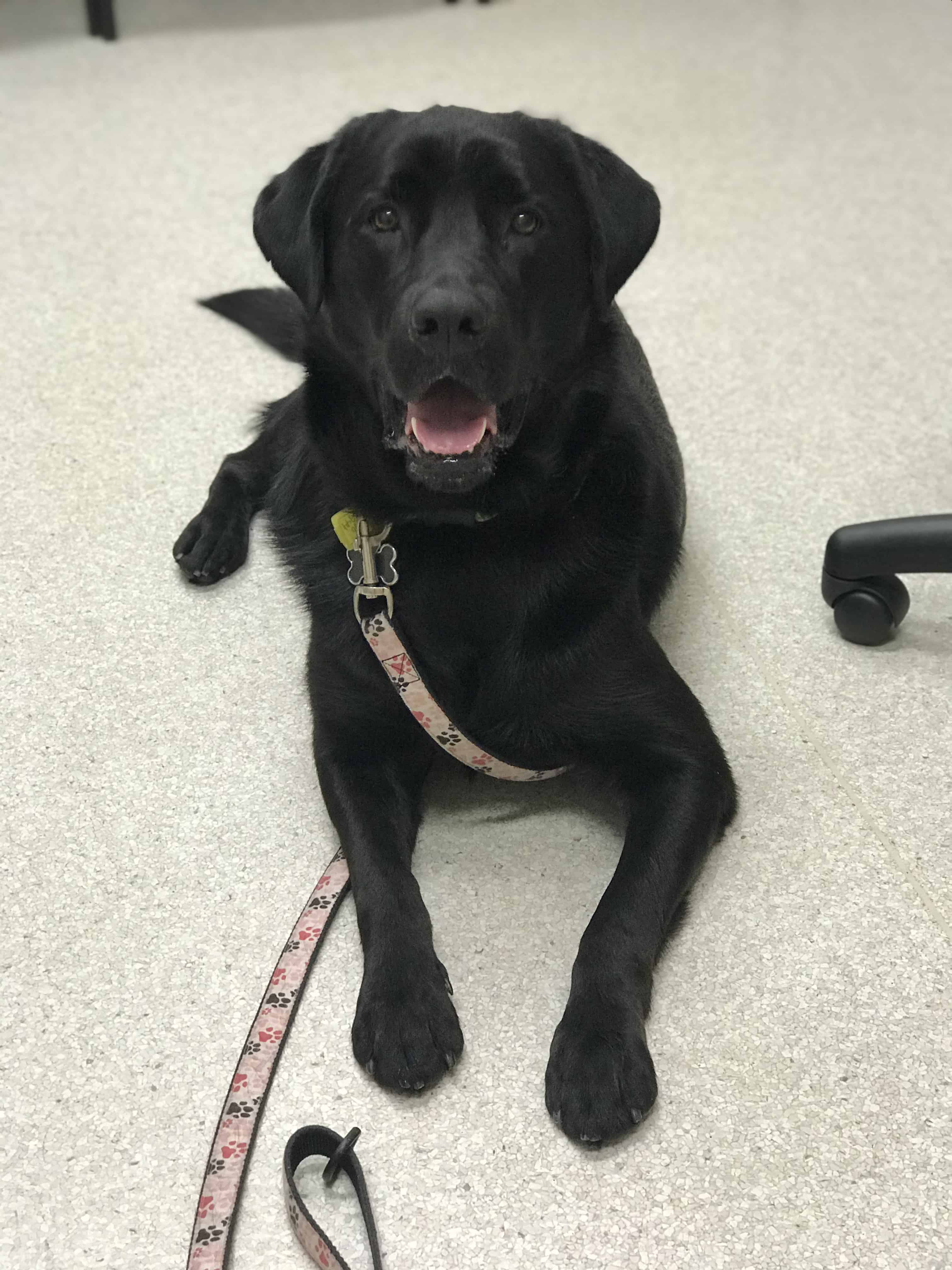 Ripley - Mixed Breed available for adoption at New Hope Dog Rescue in Saskatoon