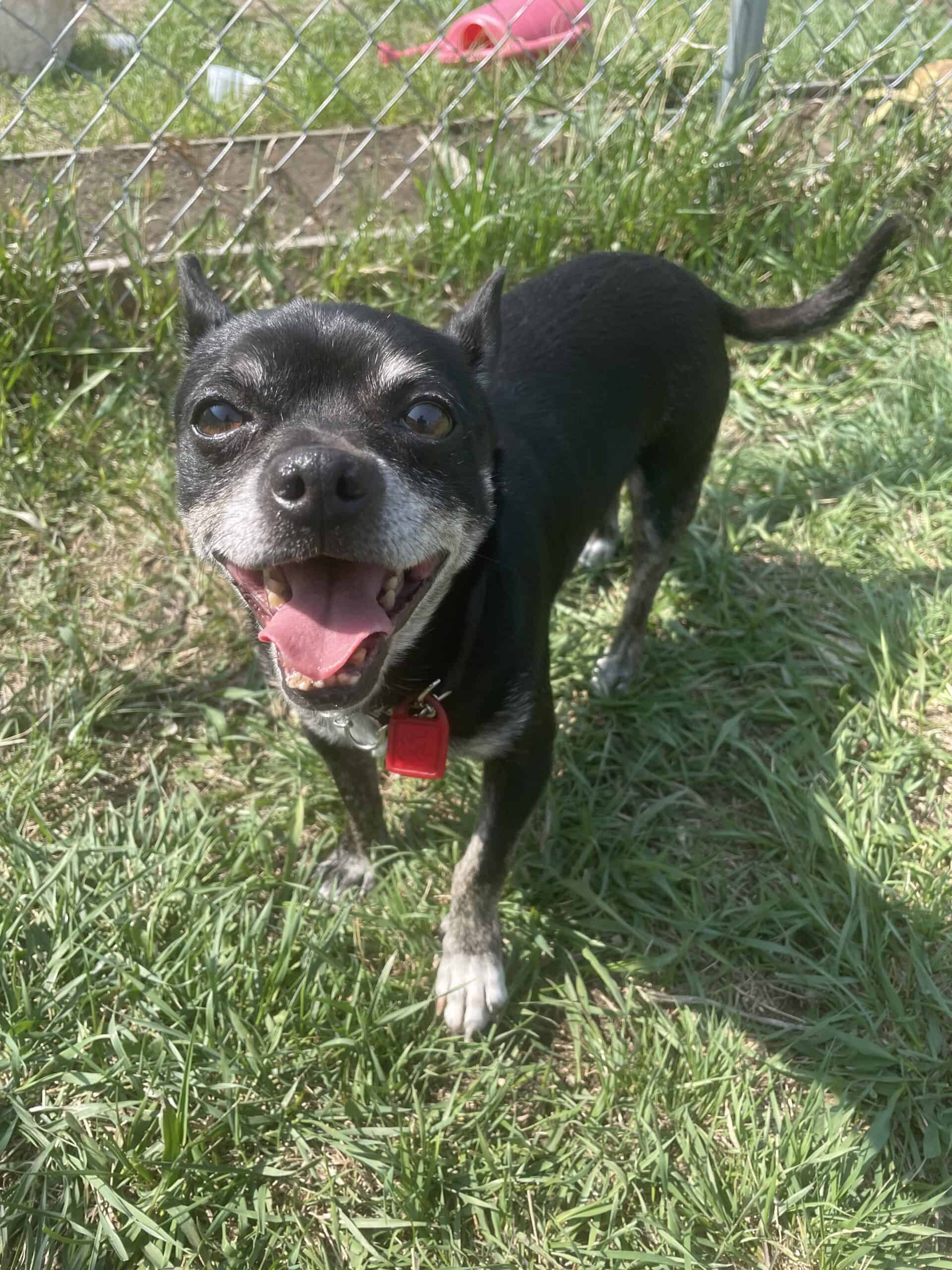 Art - Mixed Breed available for adoption at New Hope Dog Rescue in Saskatoon