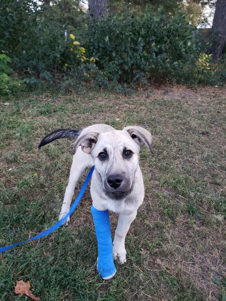 Nemo - Mixed Breed available for adoption at New Hope Dog Rescue in Saskatoon