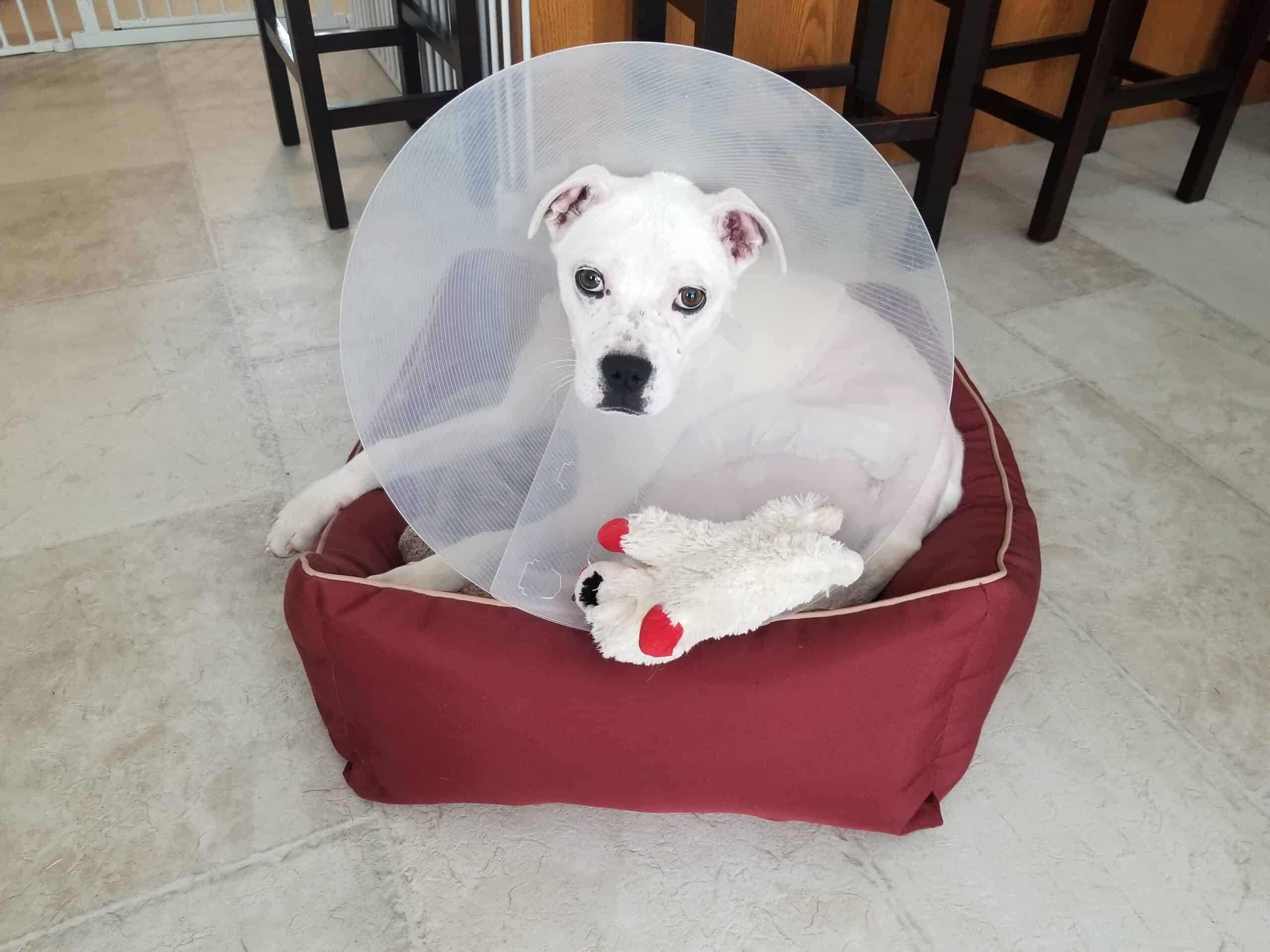 Lily - Mixed Breed available for adoption at New Hope Dog Rescue in Saskatoon