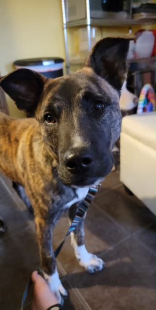Neo - Mixed Breed available for adoption at New Hope Dog Rescue in Saskatoon
