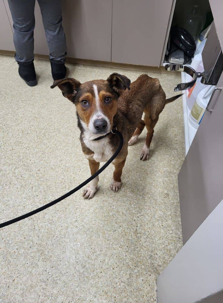 Zelda - Mixed Breed available for adoption at New Hope Dog Rescue in Saskatoon