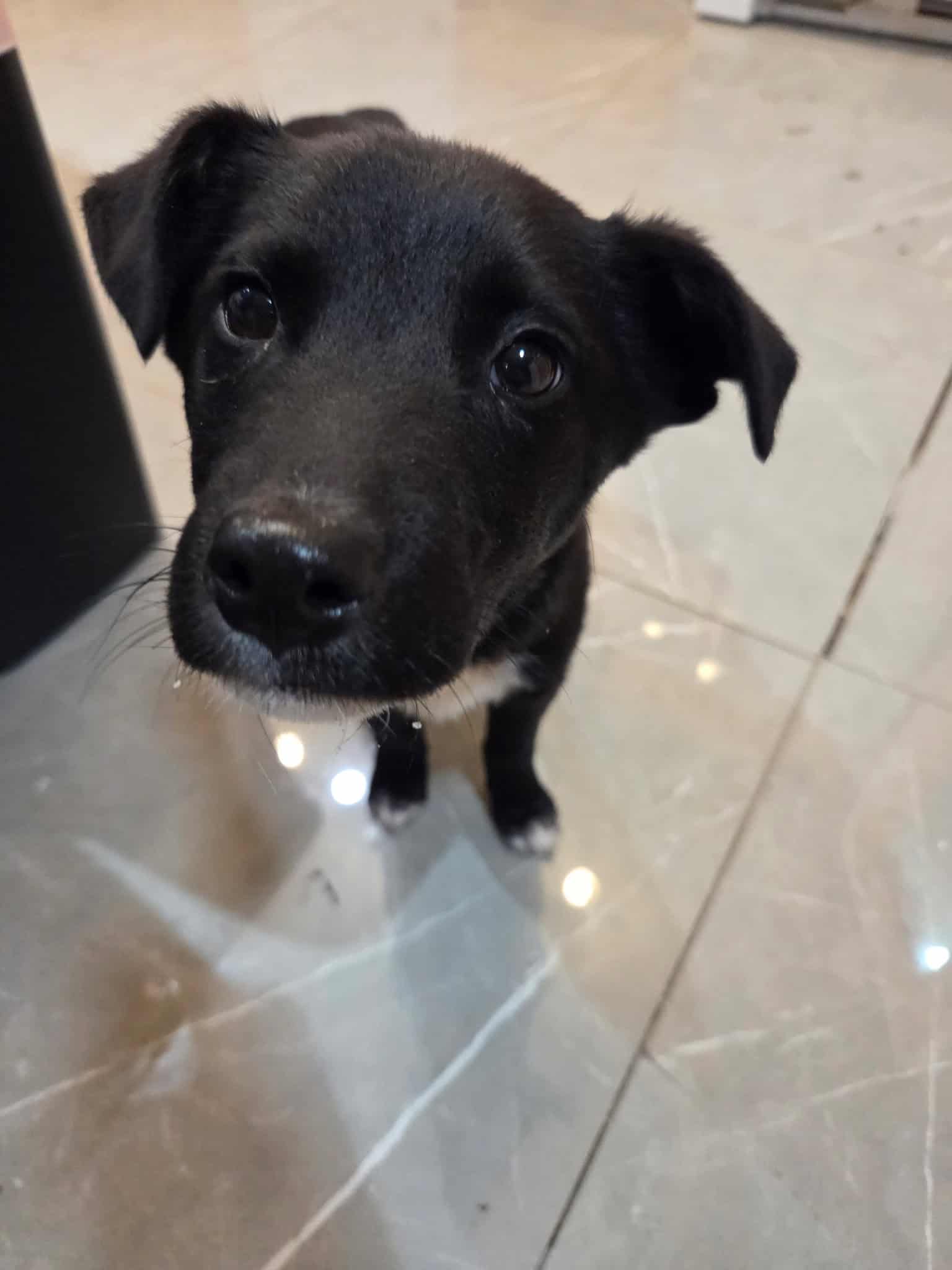 Timothy - Mixed Breed available for adoption in Calgary