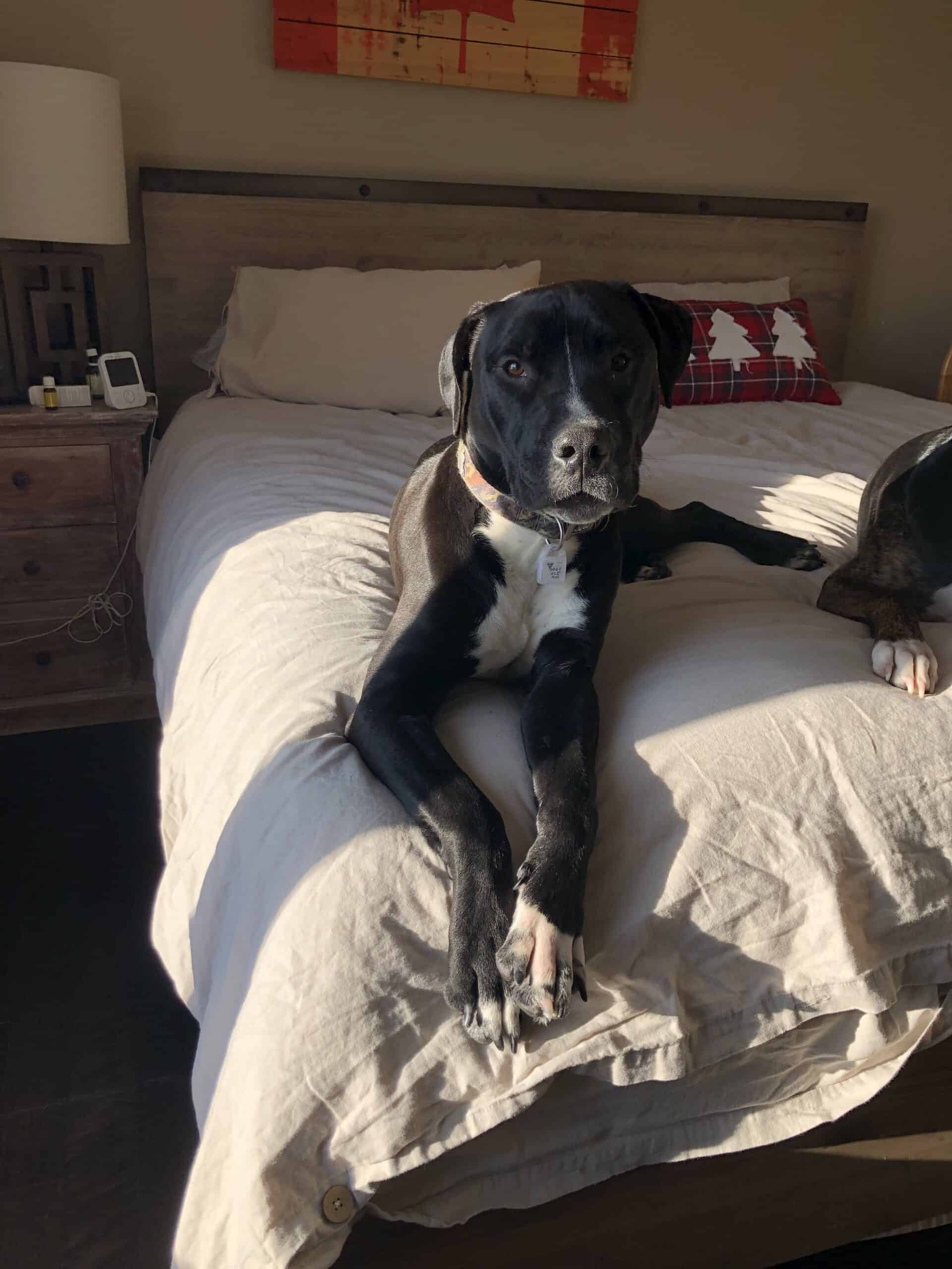 Benson - Mixed Breed available for adoption at New Hope Dog Rescue in Saskatoon