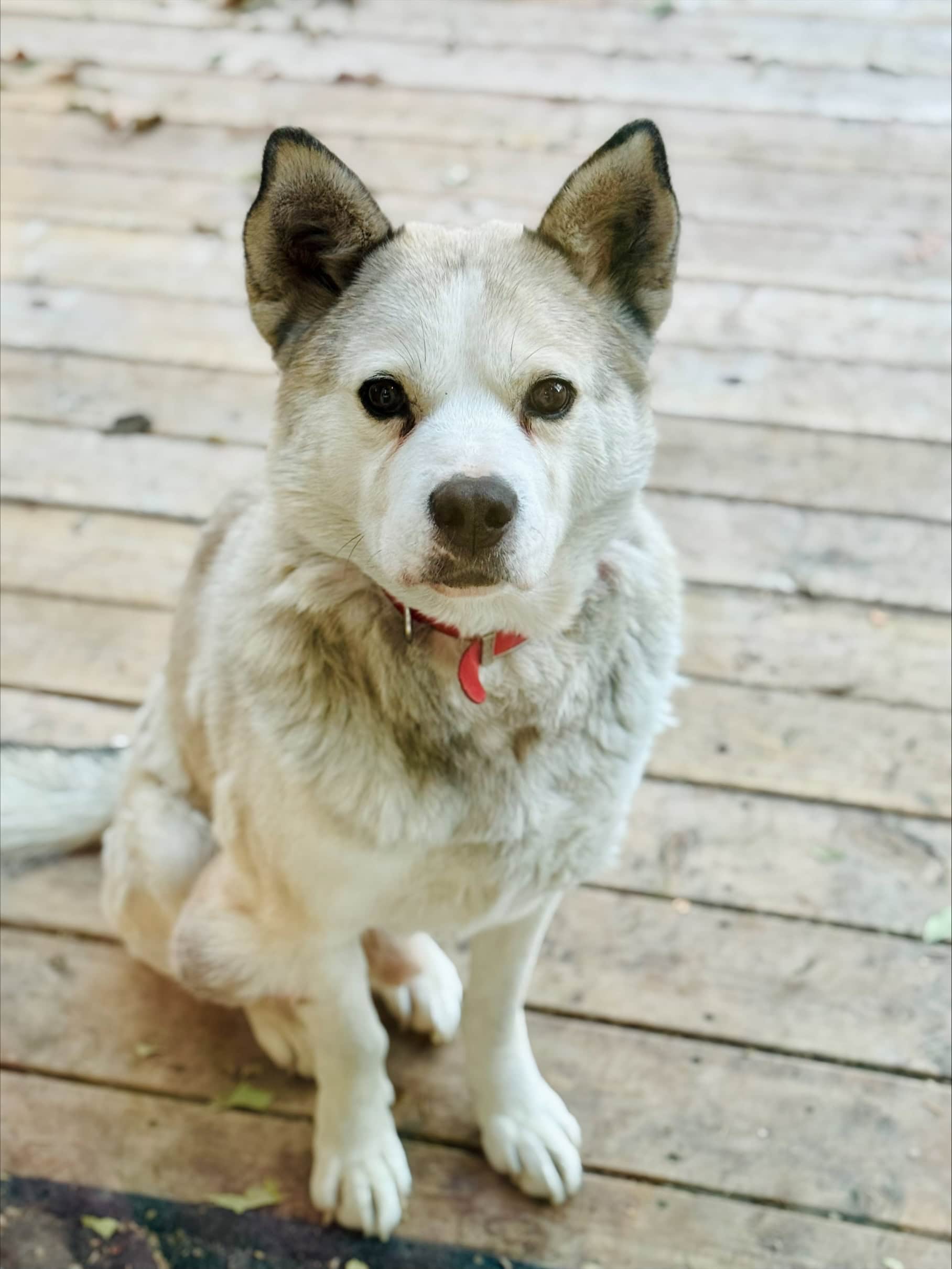 Casey - Mixed Breed available for adoption in Calgary