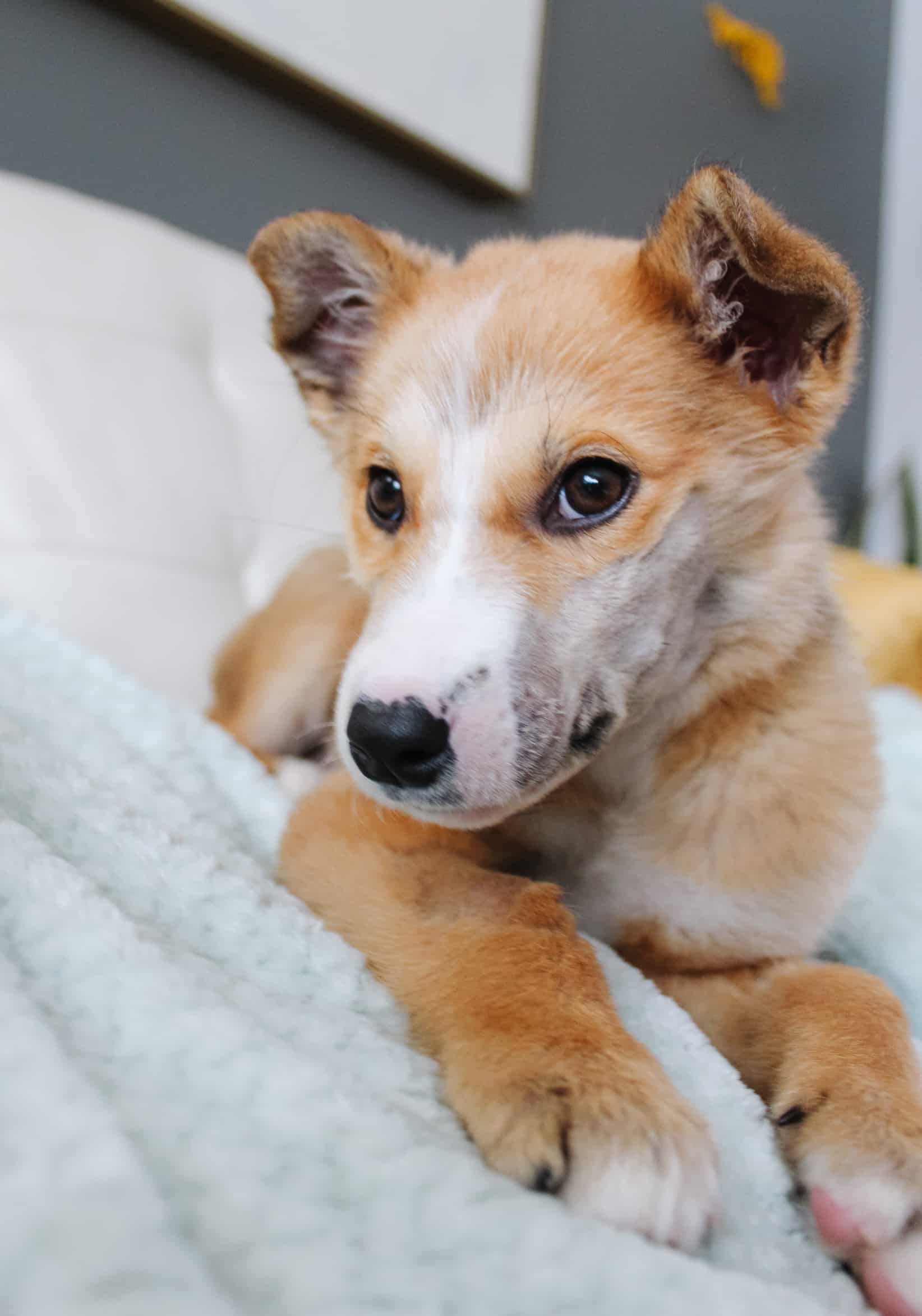 Casper - Mixed Breed available for adoption at New Hope Dog Rescue in Saskatoon