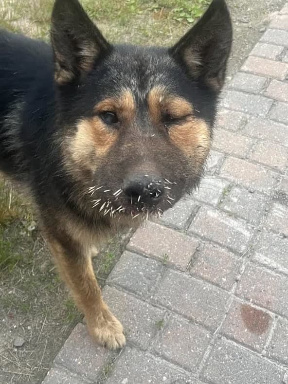Pine - Mixed Breed available for adoption in Calgary