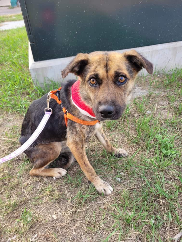 Ginny - Mixed Breed available for adoption at New Hope Dog Rescue in Saskatoon