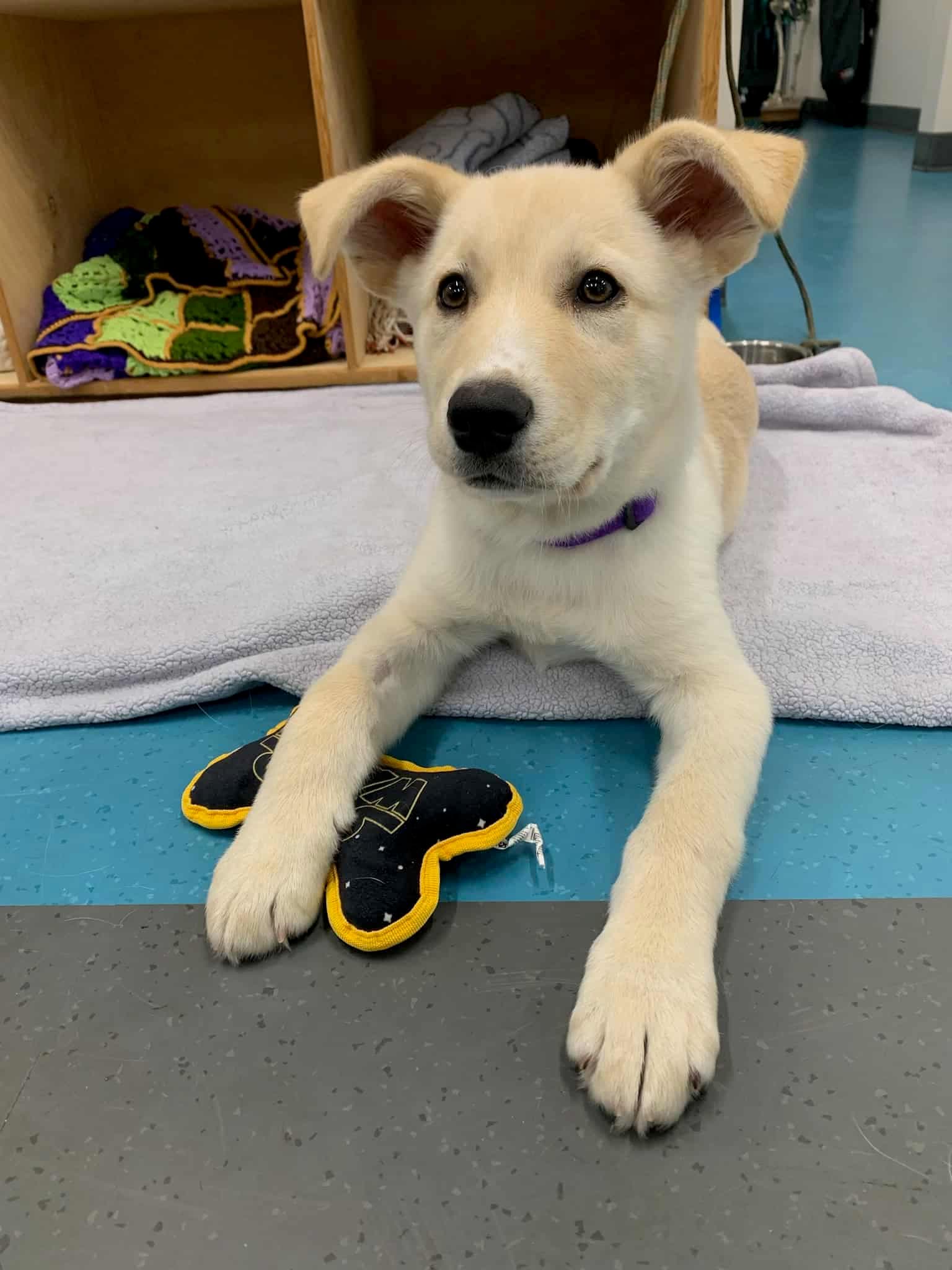 Gio - Mixed Breed available for adoption at New Hope Dog Rescue in Saskatoon