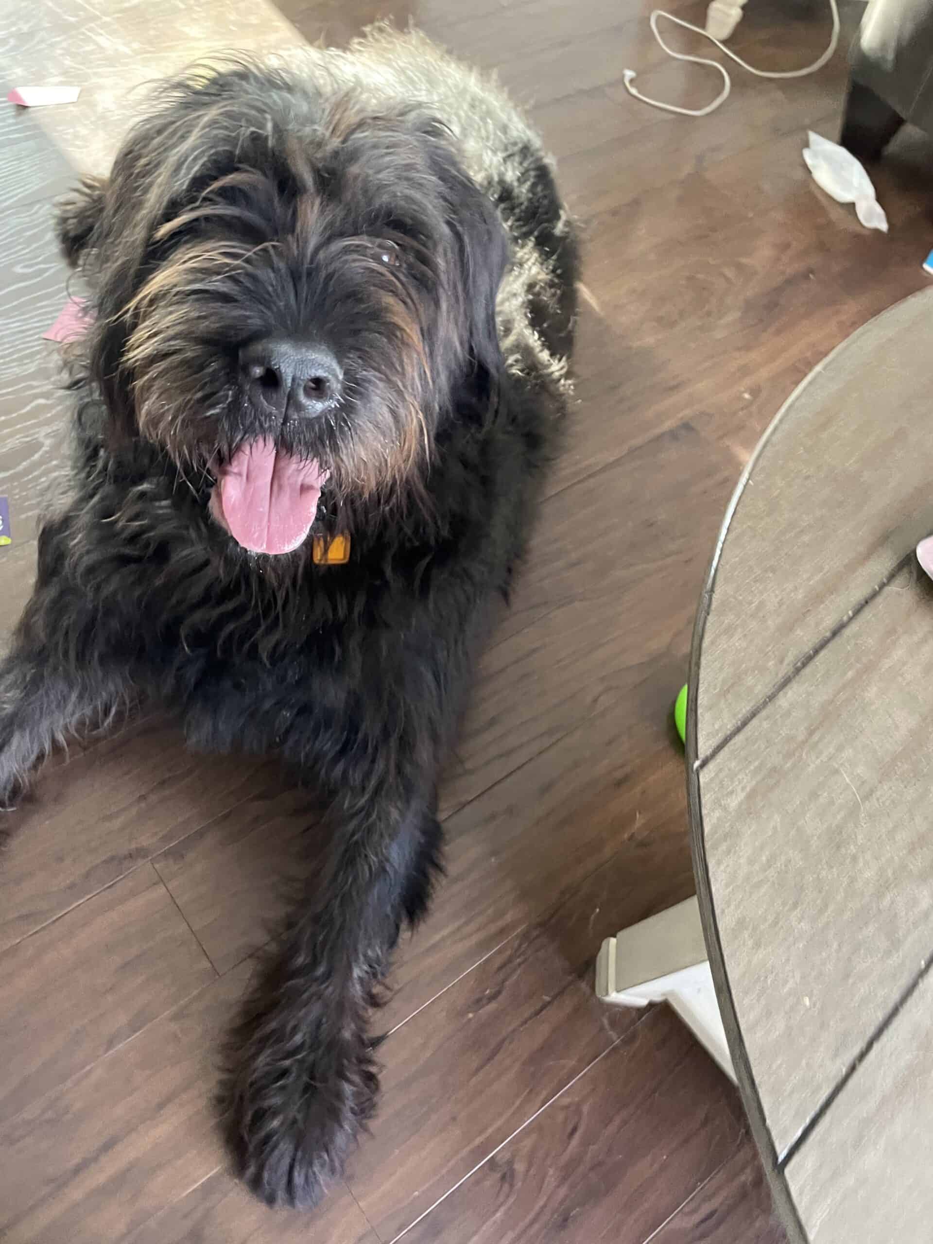 Marlo - Mixed Breed available for adoption at New Hope Dog Rescue in Saskatoon