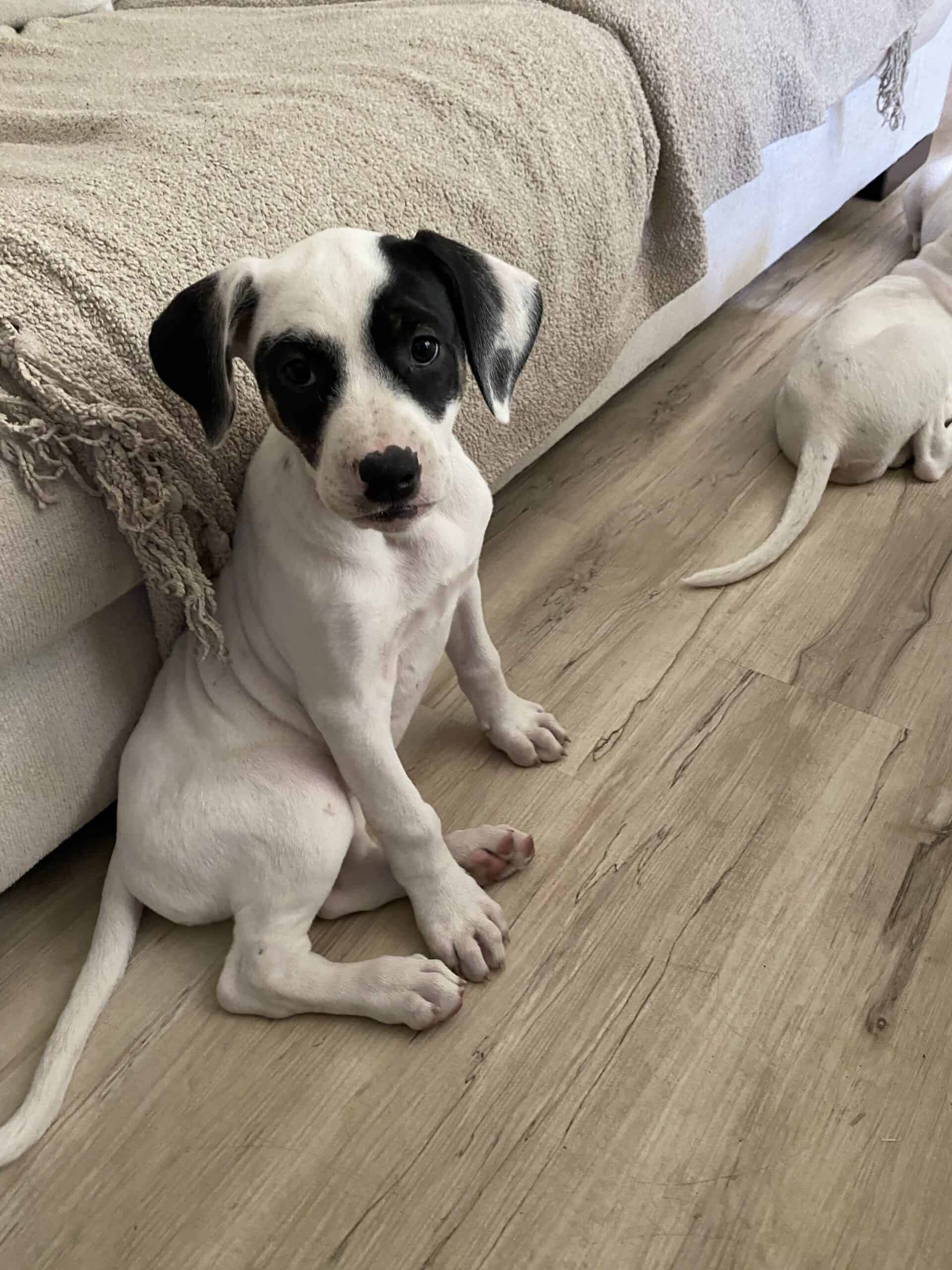 Maggie - Mixed Breed available for adoption at New Hope Dog Rescue in Saskatoon