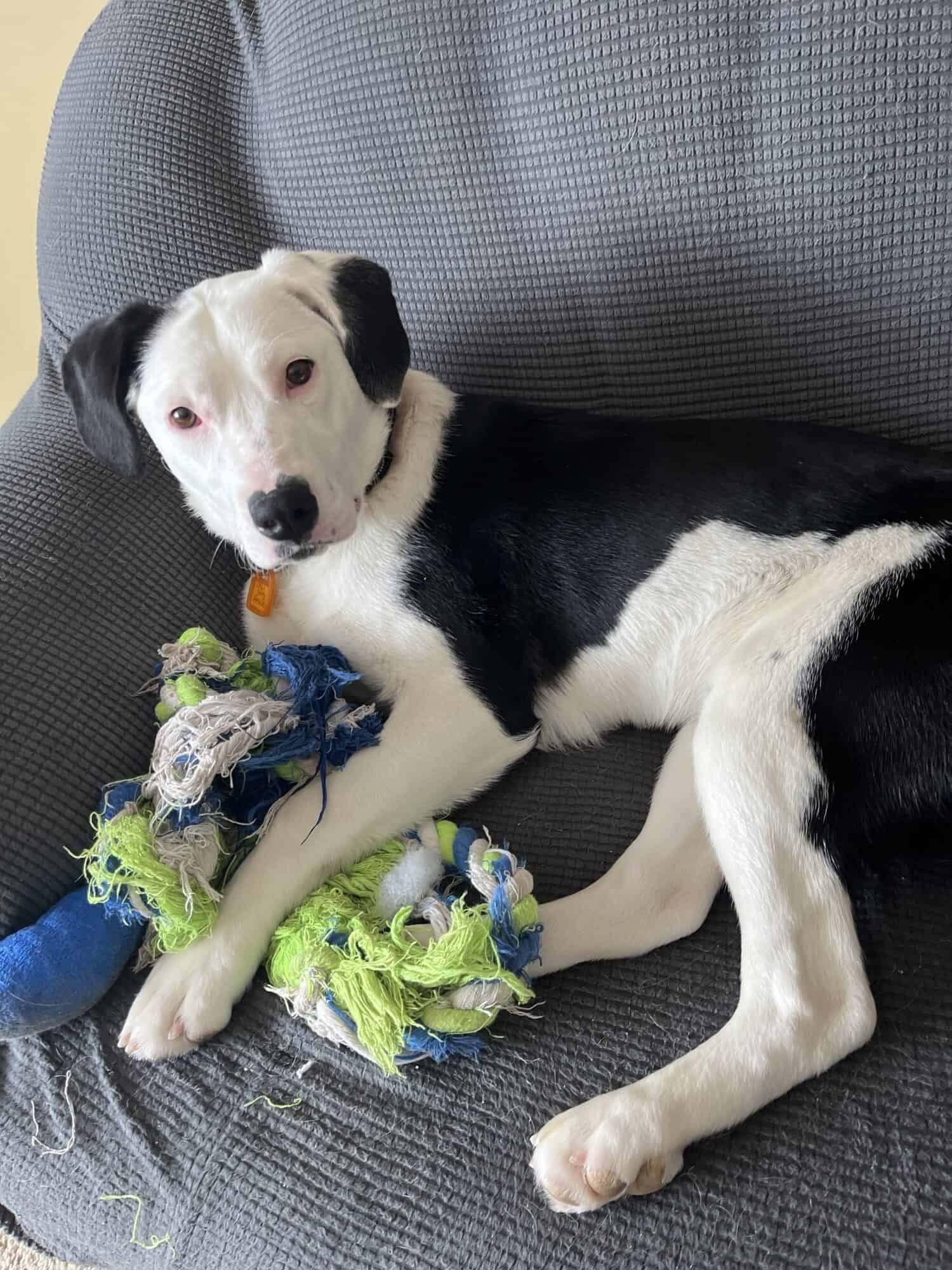 Ella - Mixed Breed available for adoption at New Hope Dog Rescue in Saskatoon