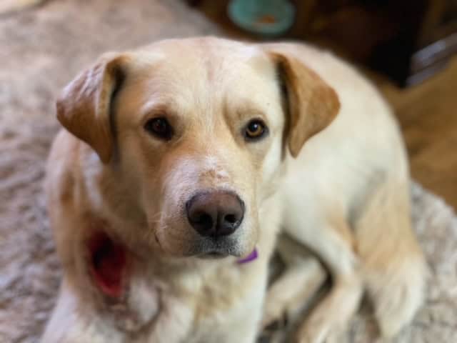 Odis - Mixed Breed available for adoption at New Hope Dog Rescue in Saskatoon