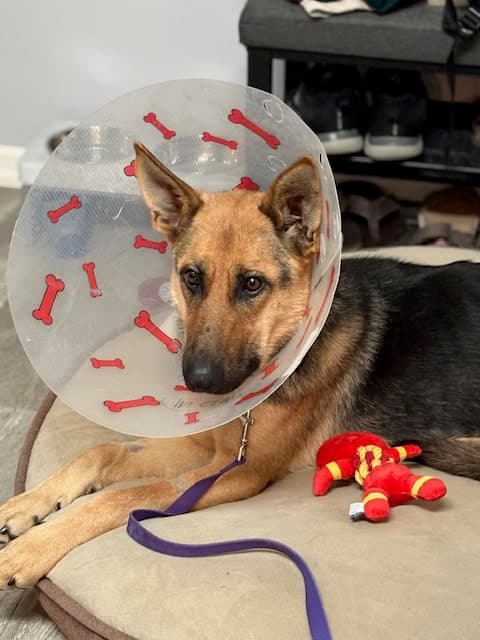 Pearl - Mixed Breed available for adoption at New Hope Dog Rescue in Saskatoon