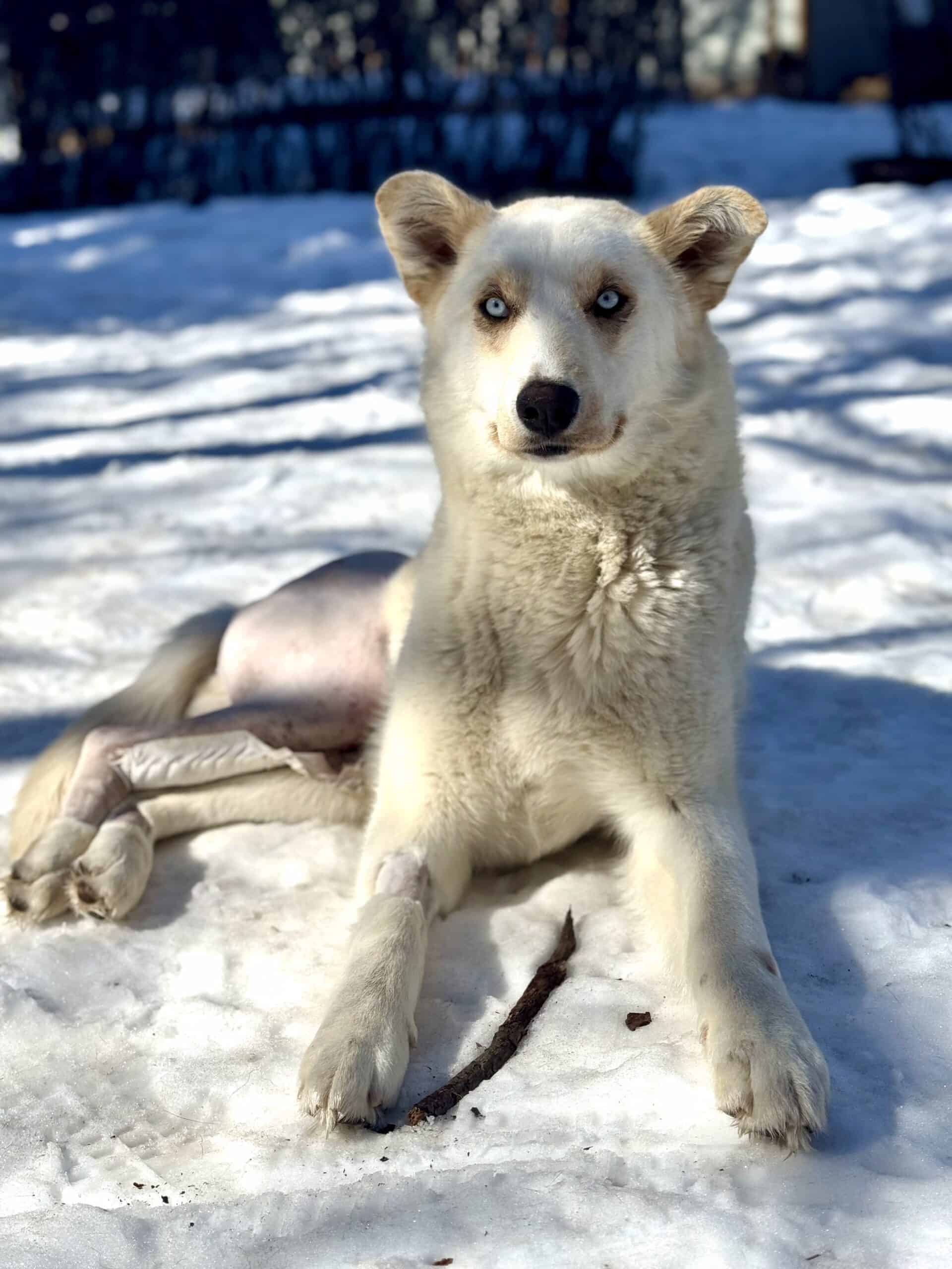 Millie - Mixed Breed available for adoption in Calgary