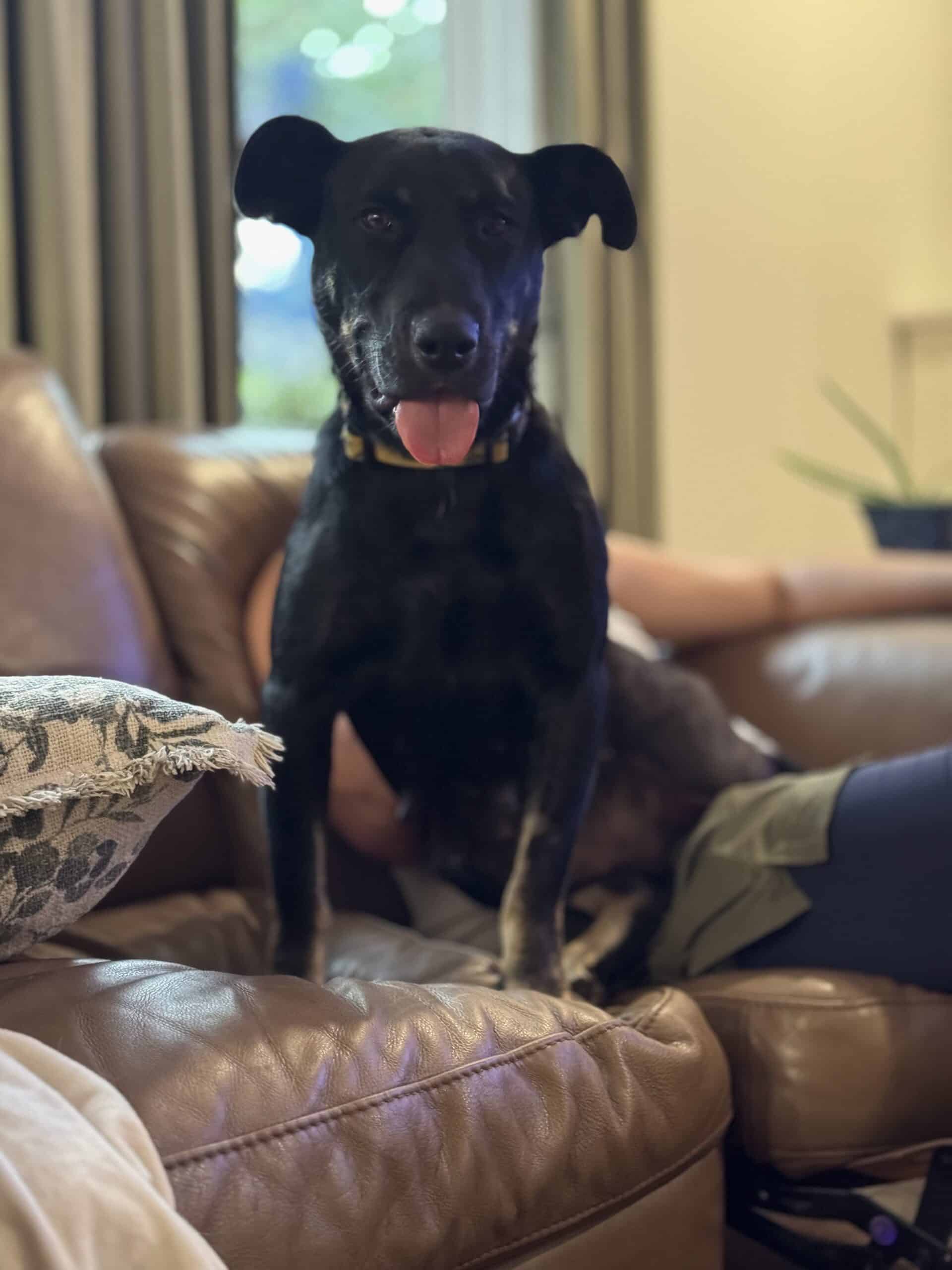 Isabella - Mixed Breed available for adoption at New Hope Dog Rescue in Saskatoon