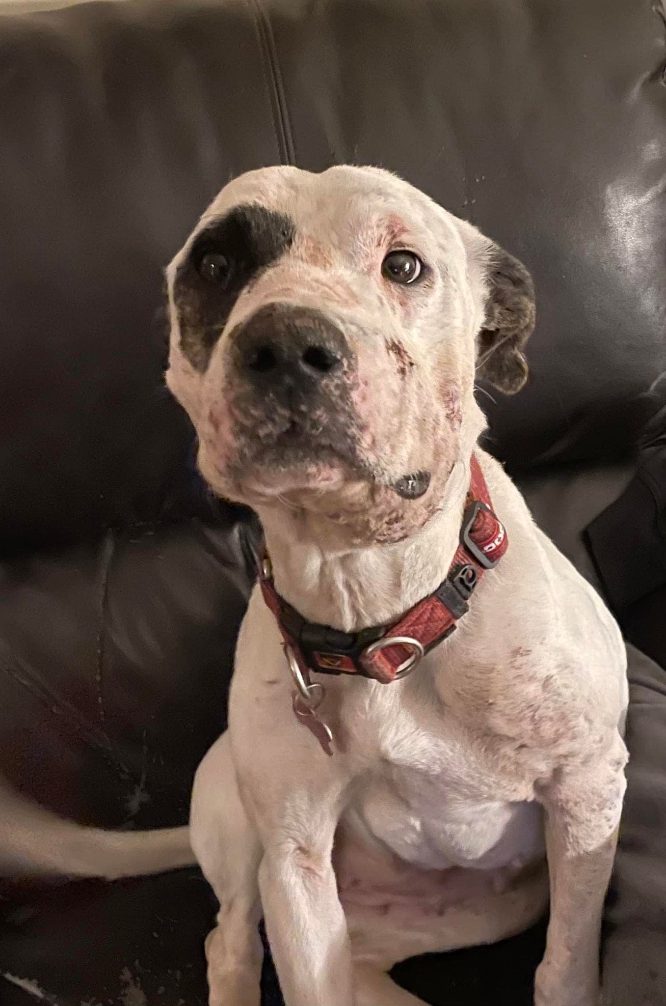 Juniper - Mixed Breed available for adoption at New Hope Dog Rescue in Saskatoon