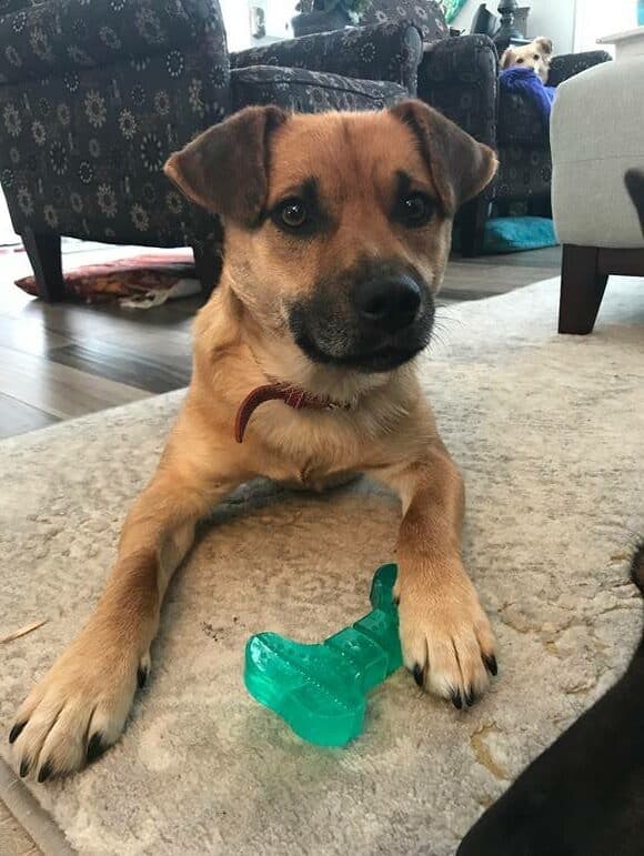 Randy - Mixed Breed available for adoption at New Hope Dog Rescue in Saskatoon