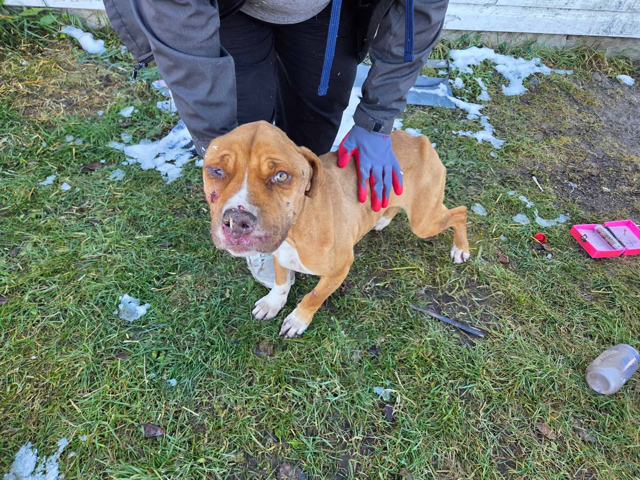 Punkin - Mixed Breed available for adoption at New Hope Dog Rescue in Saskatoon