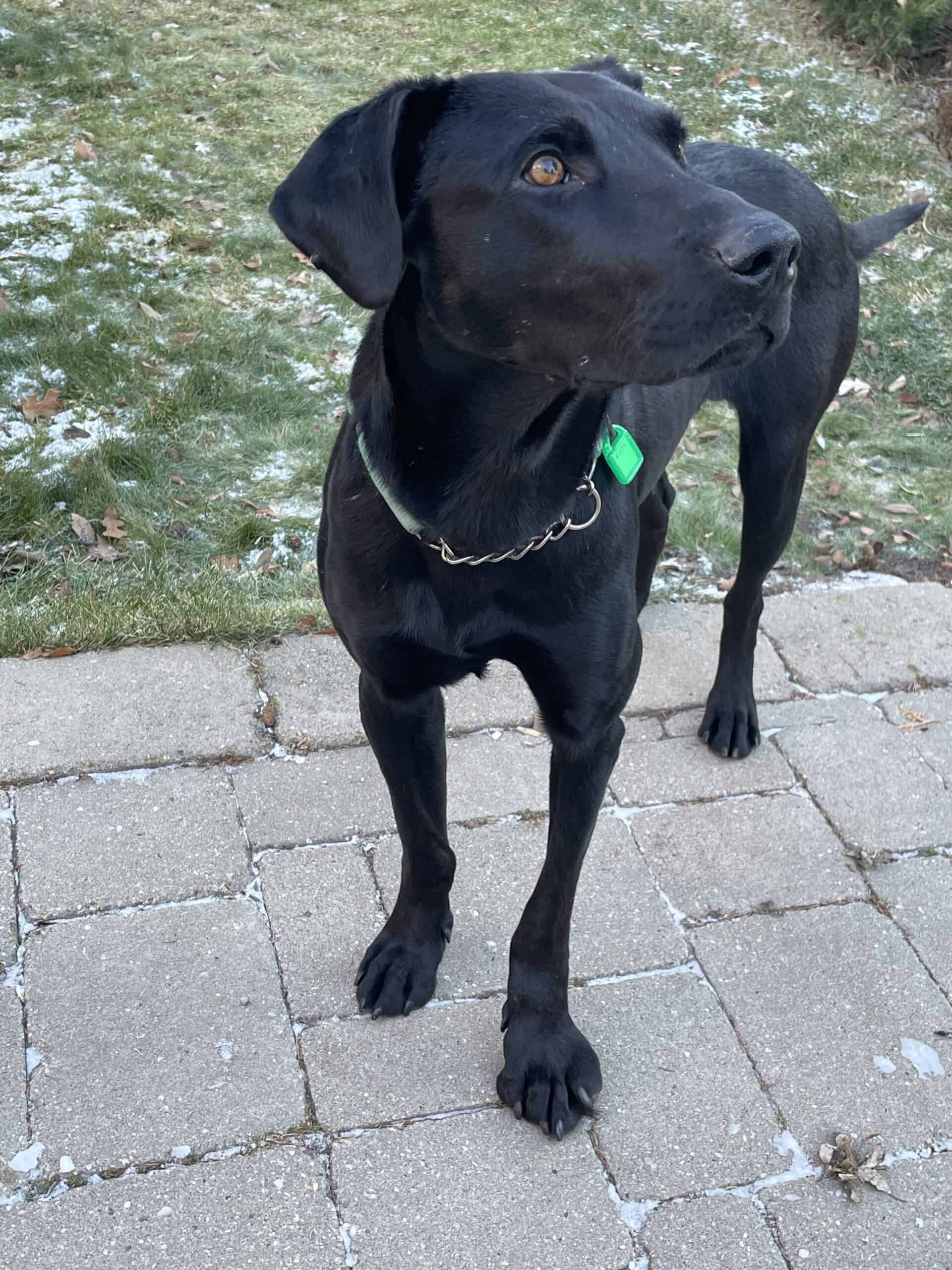 Ribsy - Mixed Breed available for adoption at New Hope Dog Rescue in Saskatoon