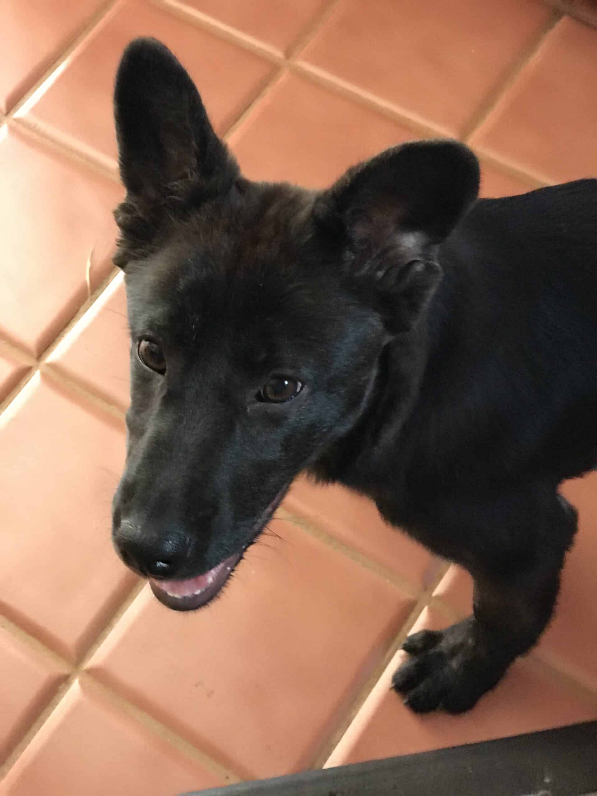 Sloan - Mixed Breed available for adoption at New Hope Dog Rescue in Saskatoon