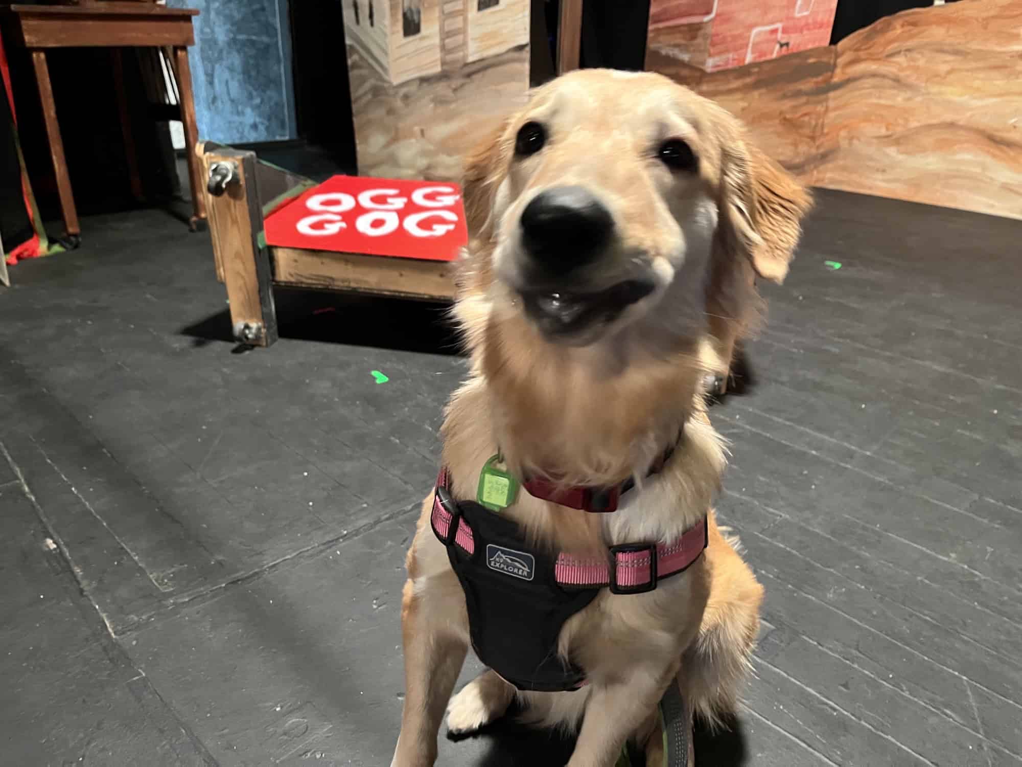 Lemon - Mixed Breed available for adoption at New Hope Dog Rescue in Saskatoon
