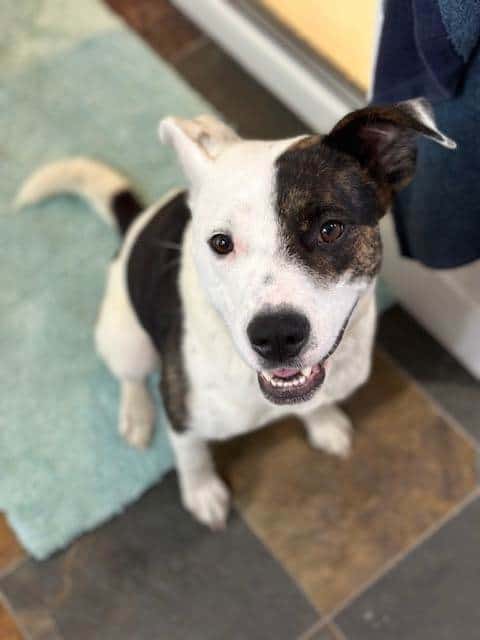 Athena - Mixed Breed available for adoption at New Hope Dog Rescue in Saskatoon