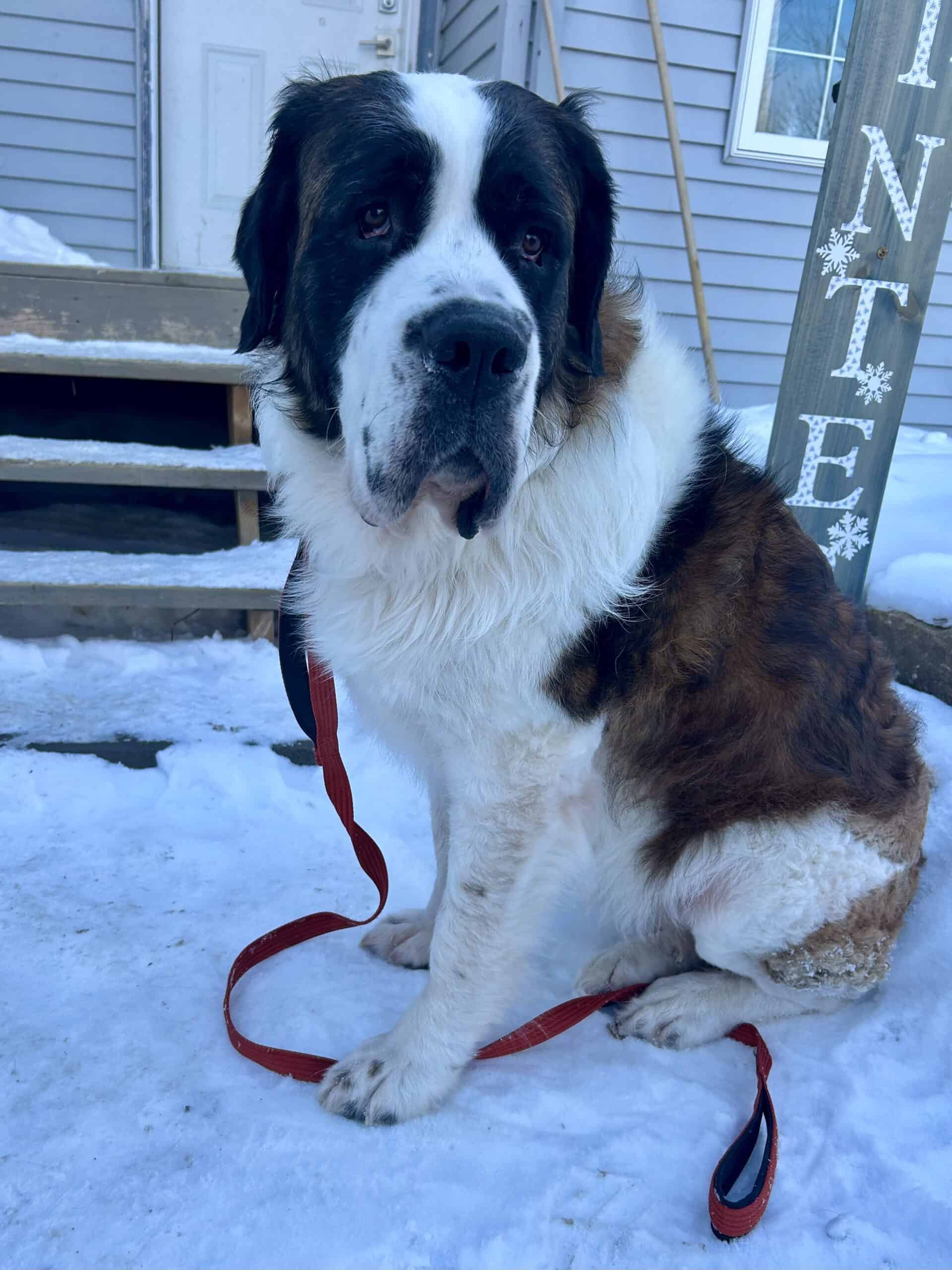 Lola - Mixed Breed available for adoption at New Hope Dog Rescue in Saskatoon