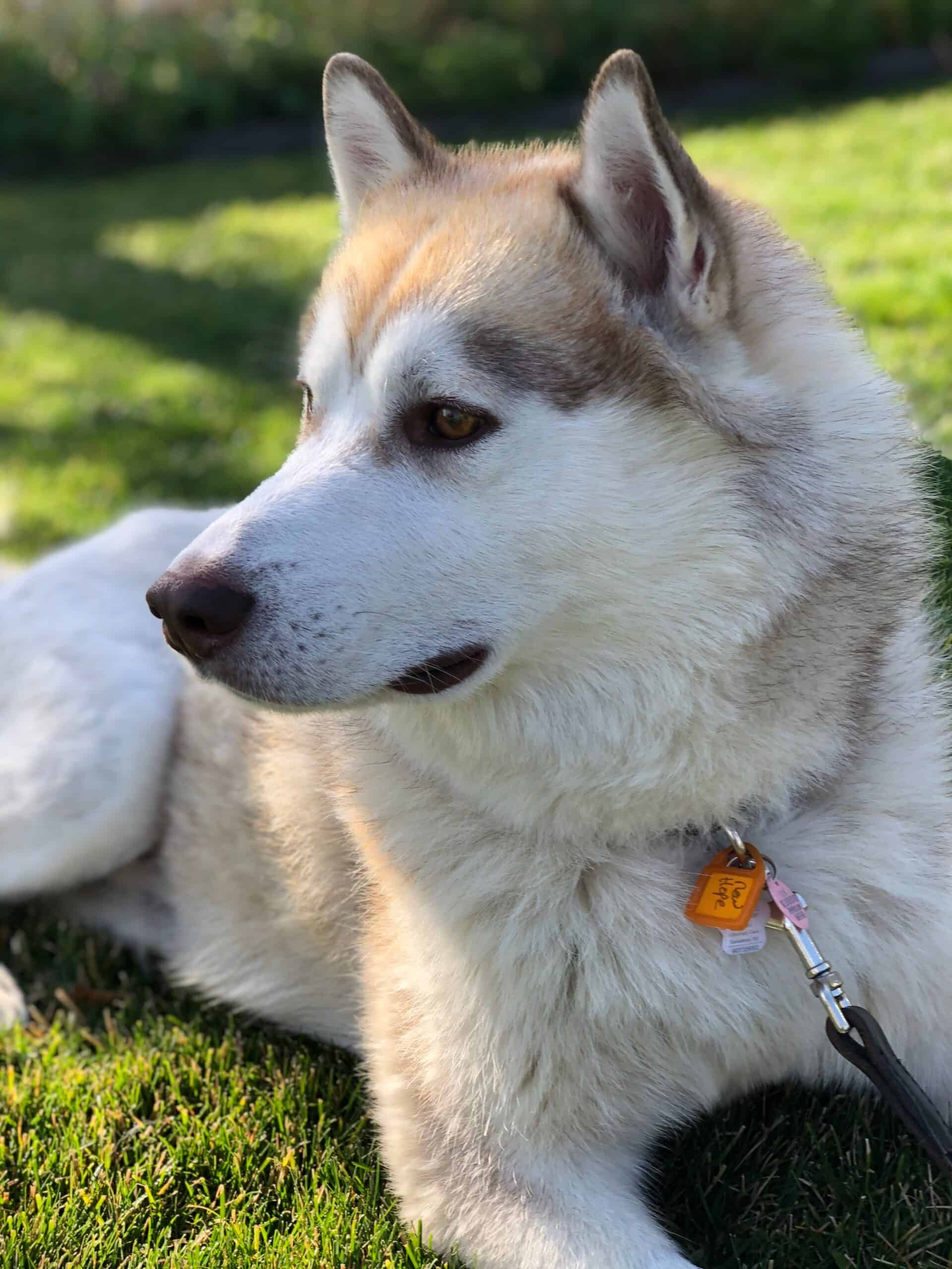 Willie - Mixed Breed available for adoption at New Hope Dog Rescue in Saskatoon