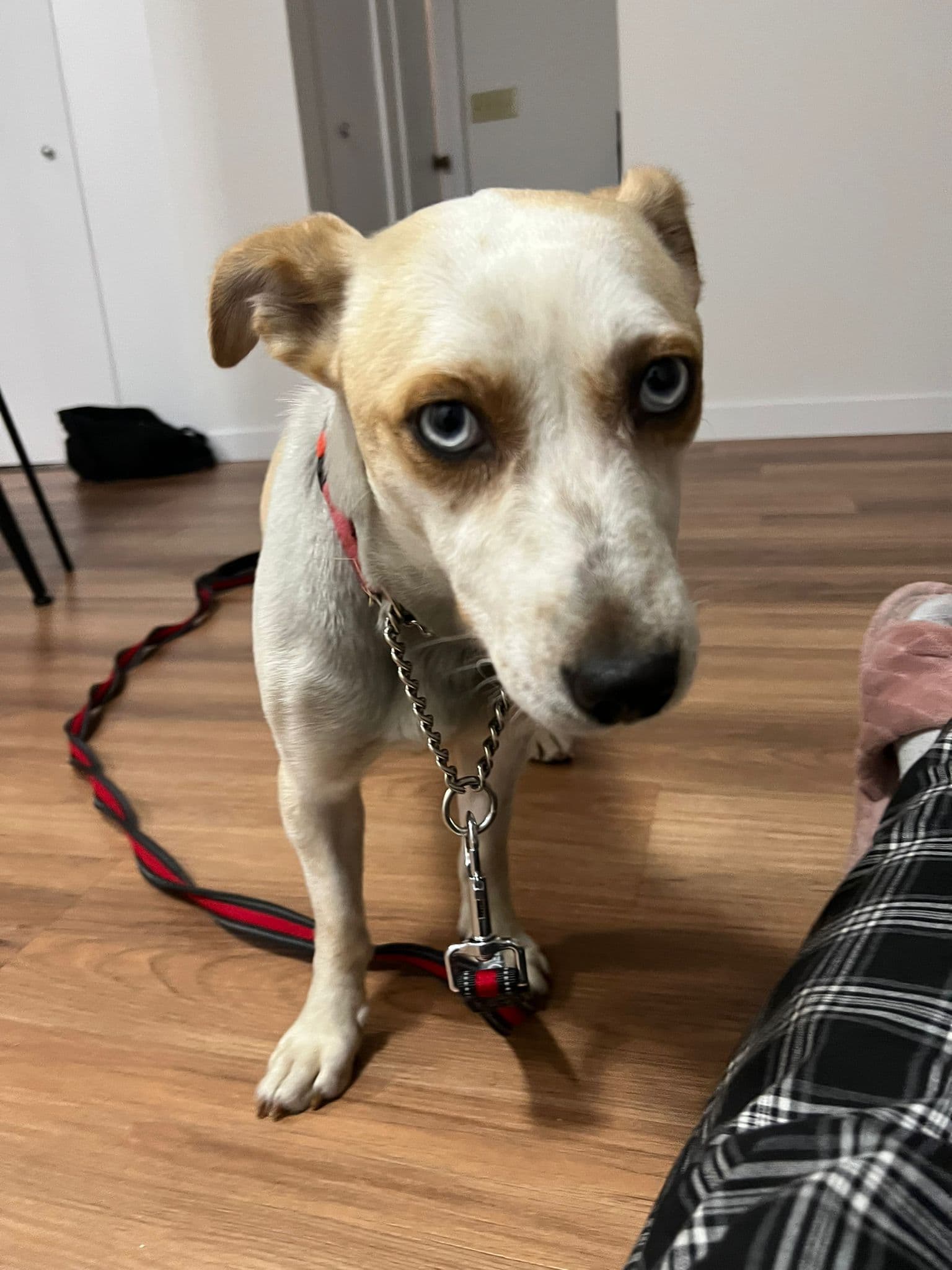 Manuel - Mixed Breed available for adoption