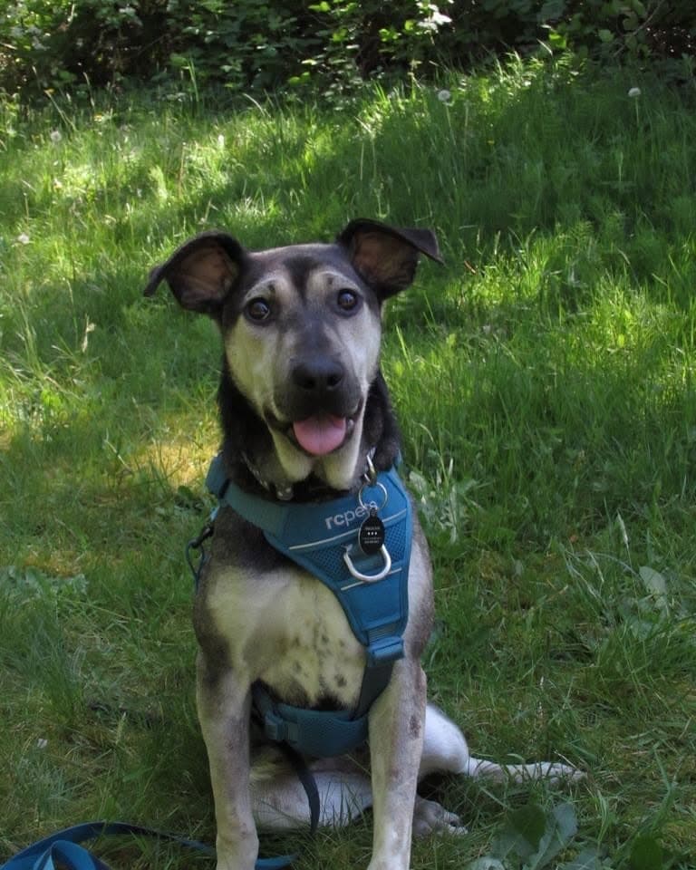Anika - Mixed Breed available for adoption at Barney's Furry Friends in Vancouver