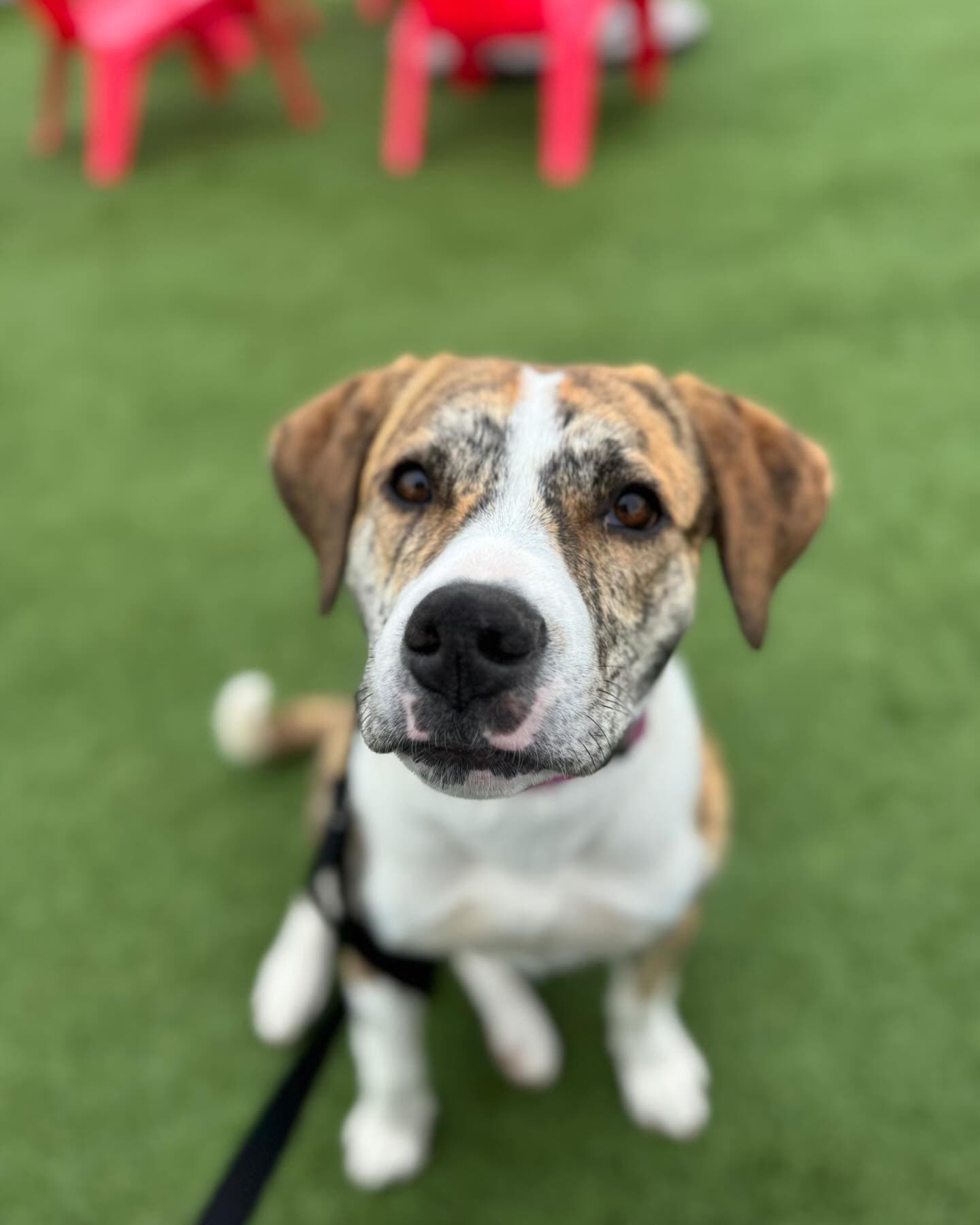 Joji - Mixed Breed available for adoption at Barney's Furry Friends in Vancouver