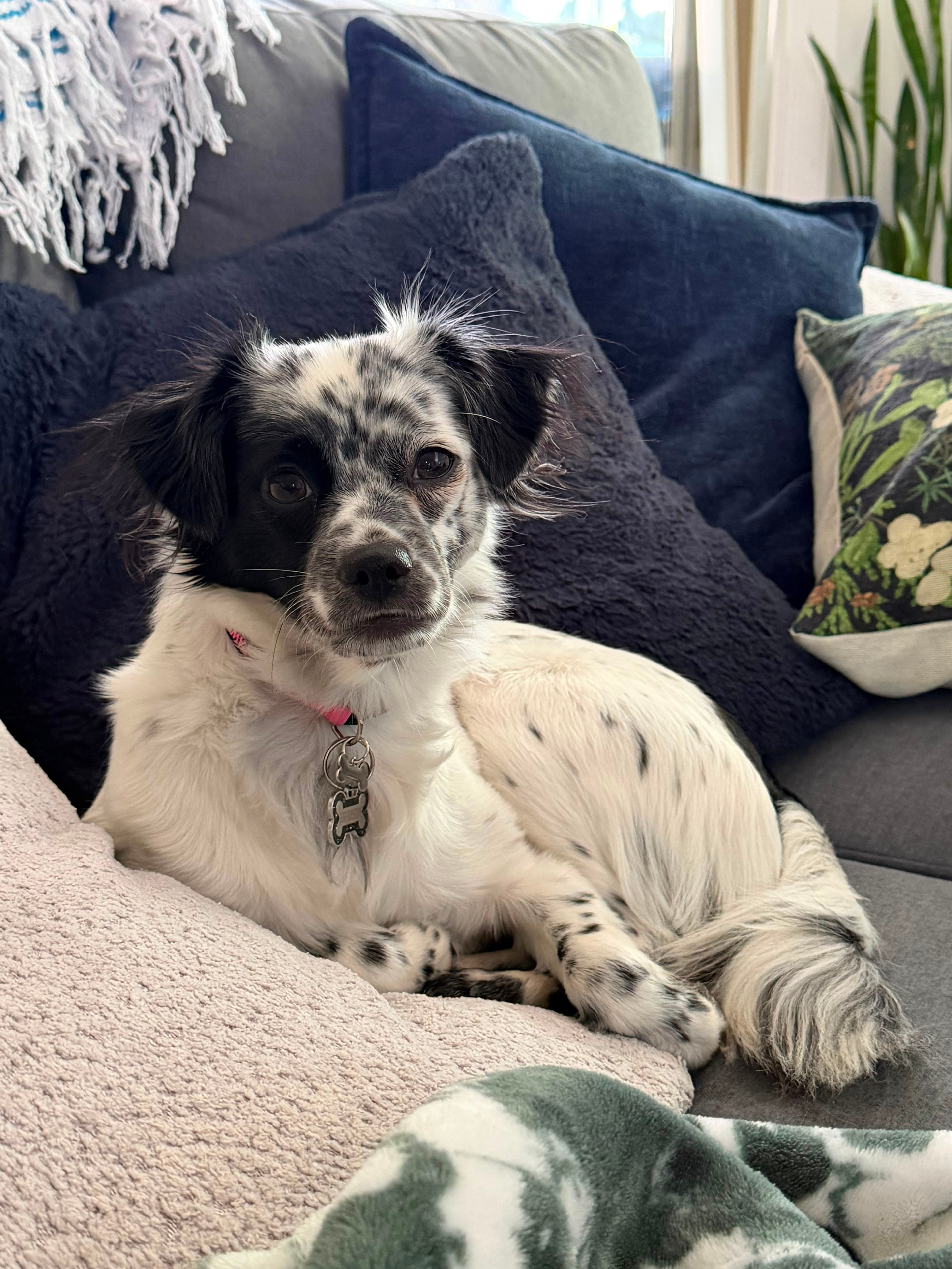 Ava - Mixed Breed available for adoption at Barney's Furry Friends in Vancouver