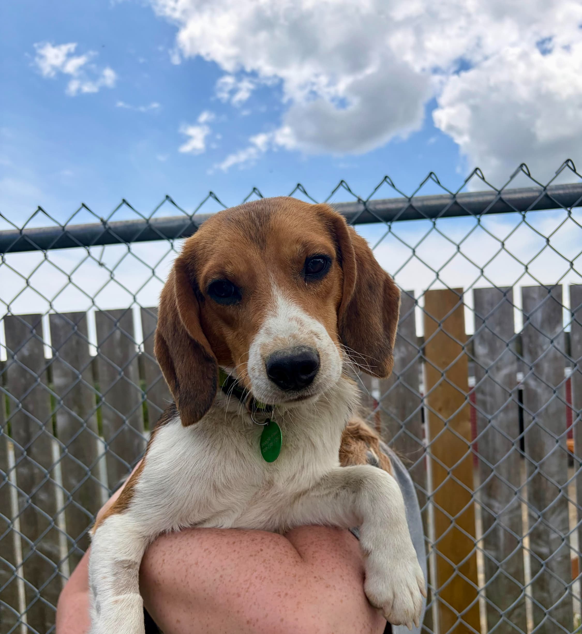 Yoshi - Beagle available for adoption at Beagle Paws in St. John's