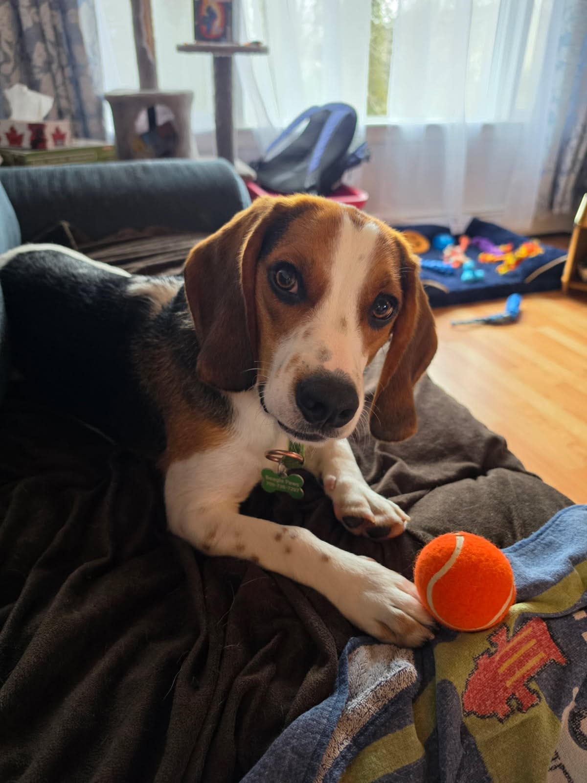 Max - Beagle available for adoption at Beagle Paws in St. John's