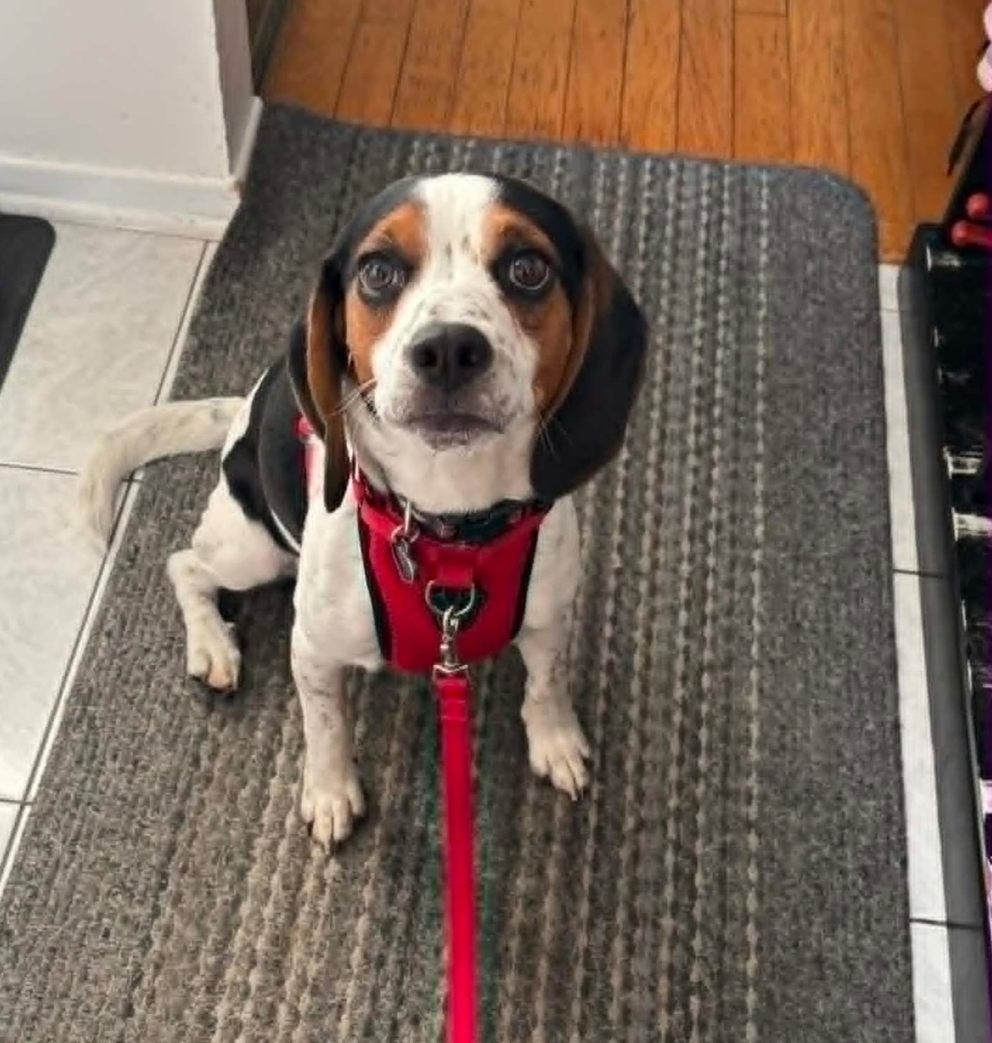 Shadow (Ontario) - Beagle available for adoption at Beagle Paws in St. John's