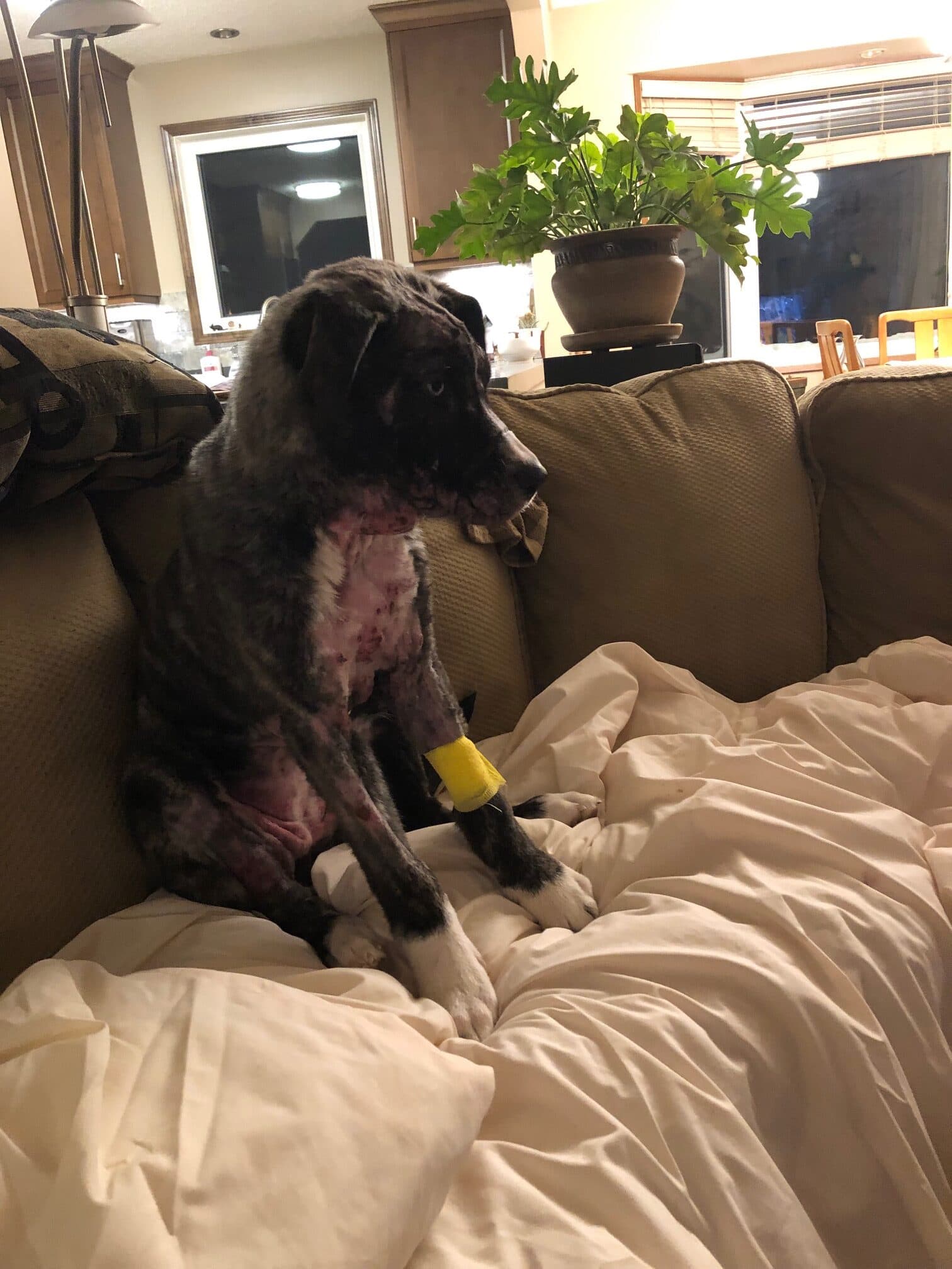 Zoe - Mixed Breed available for adoption in Calgary