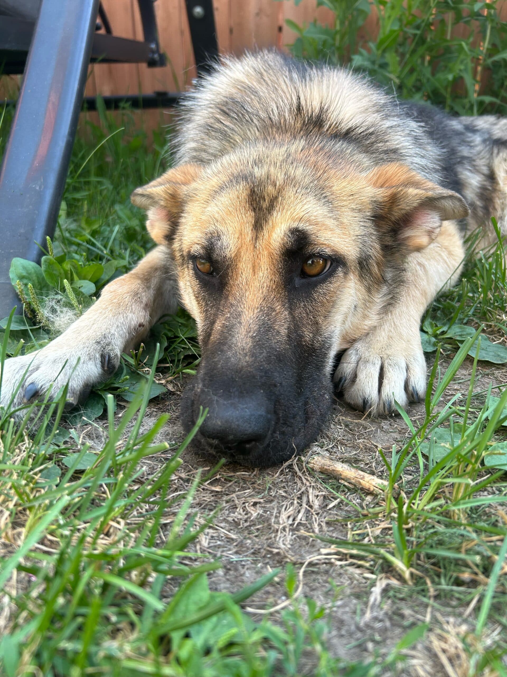 Max - Mixed Breed available for adoption in Calgary